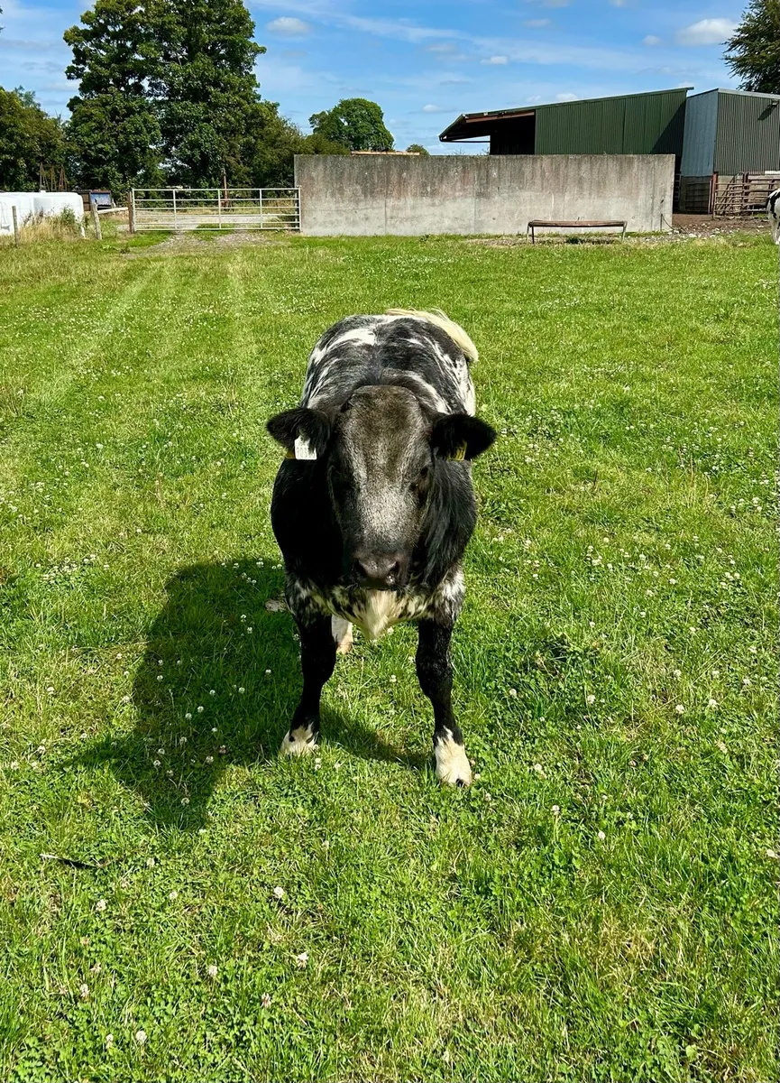 Top quality breeding heifers for Gort - Image 4