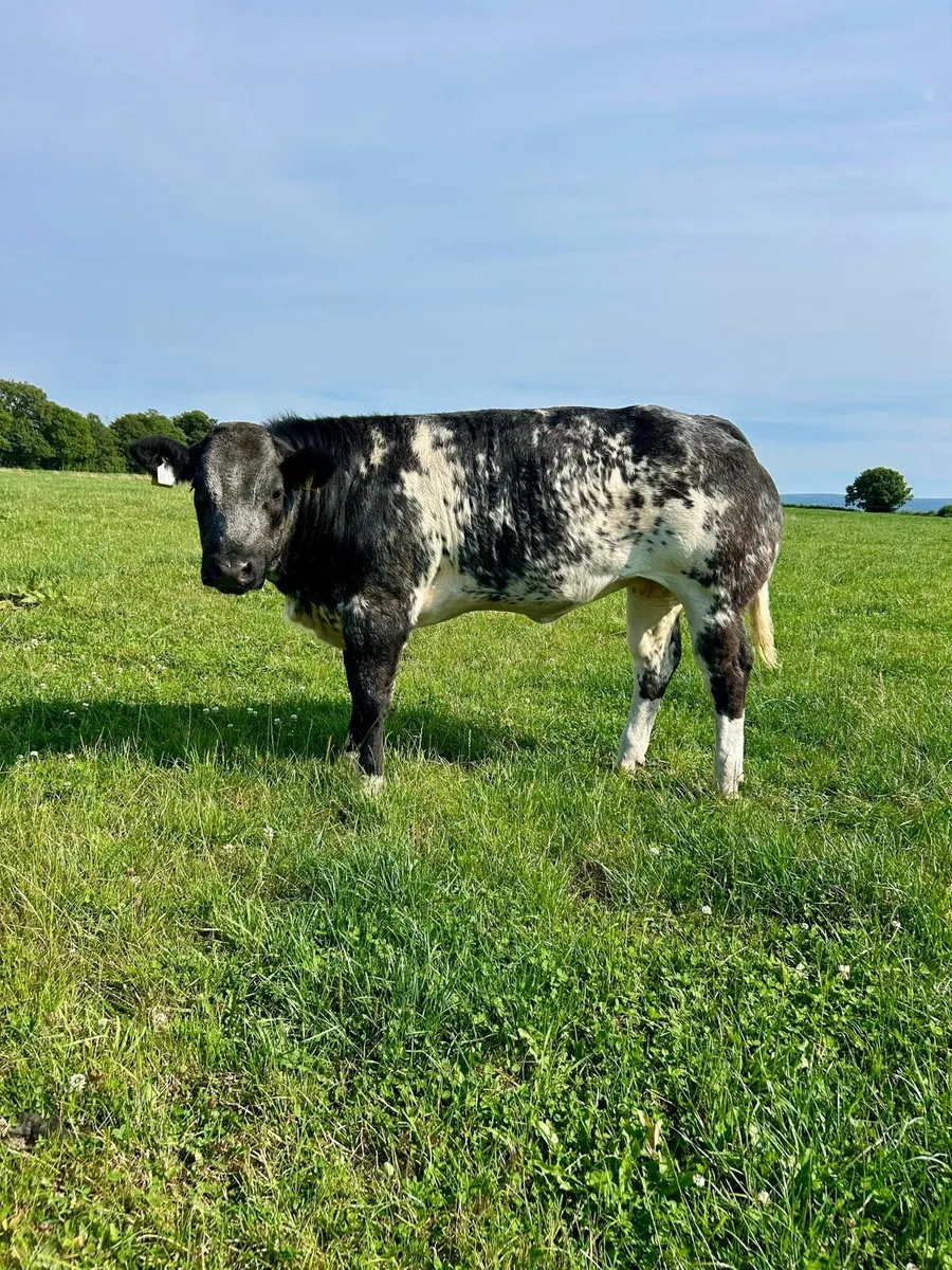 Top quality breeding heifers for Gort - Image 3