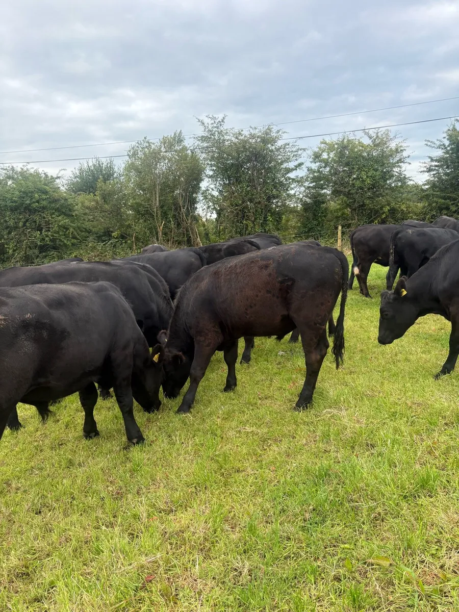 22 x Angus Heifers & Bullocks 400kgs - Image 3