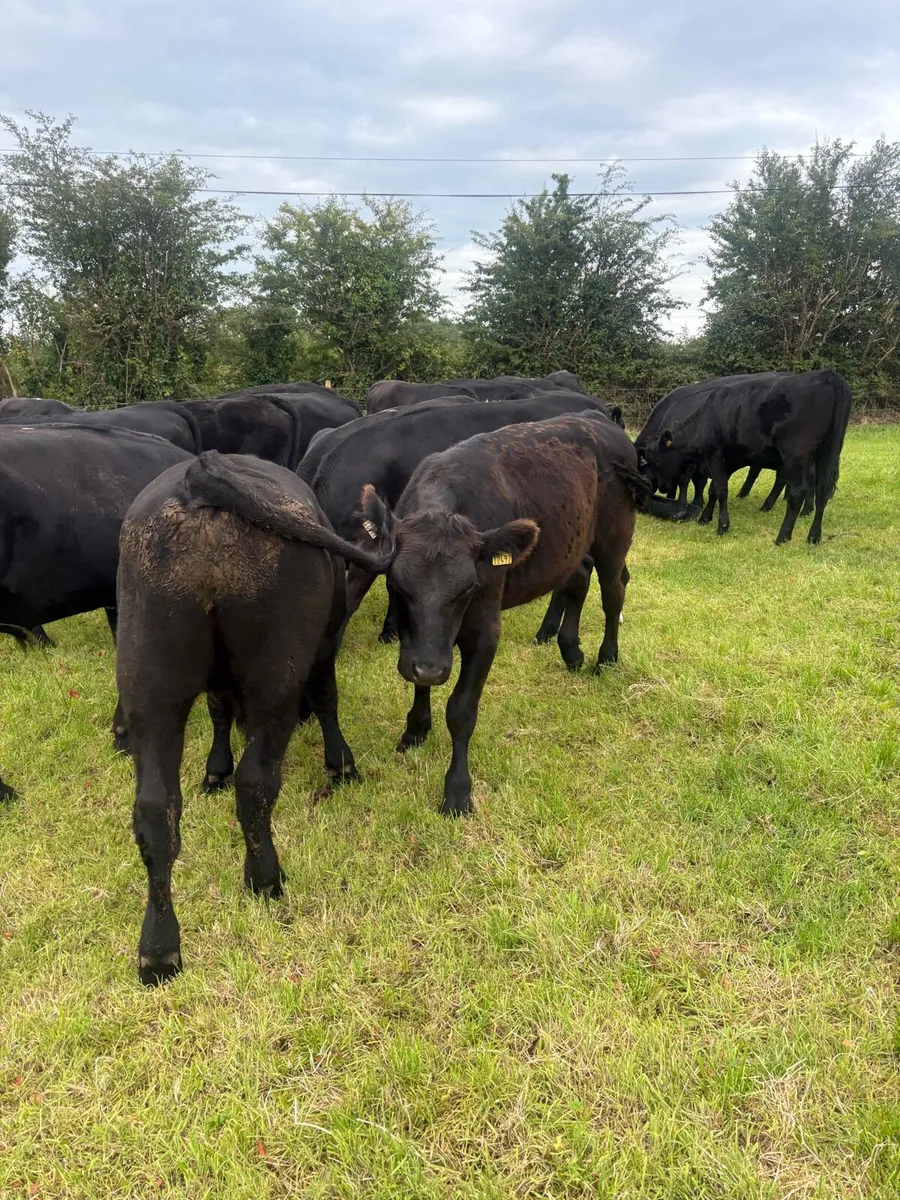 22 x Angus Heifers & Bullocks 400kgs - Image 4