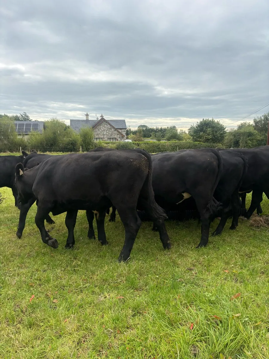 22 x Angus Heifers & Bullocks 400kgs - Image 1