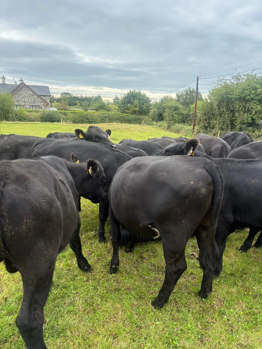 22 x Angus Heifers & Bullocks 400kgs - Image 2
