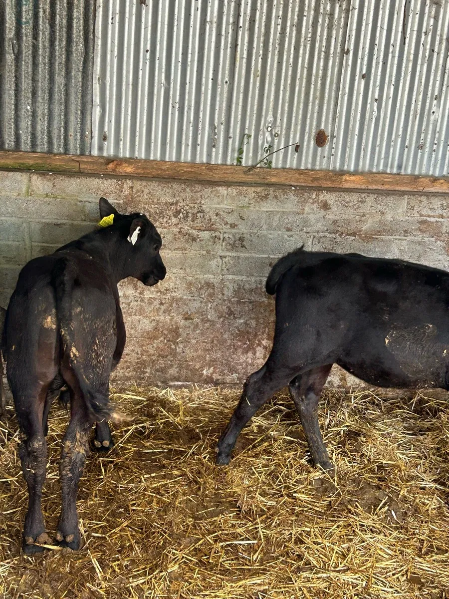 Weanlings - Image 2