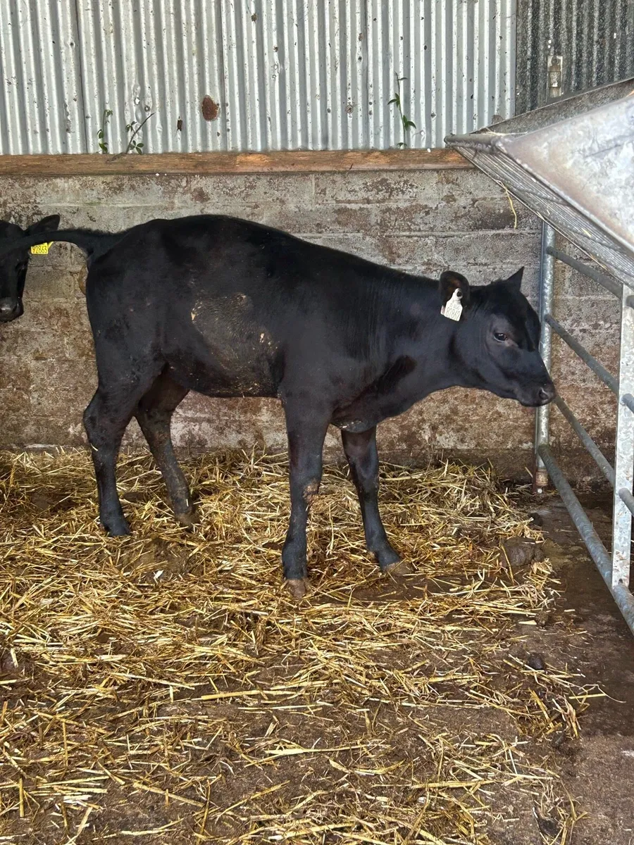 Weanlings - Image 1