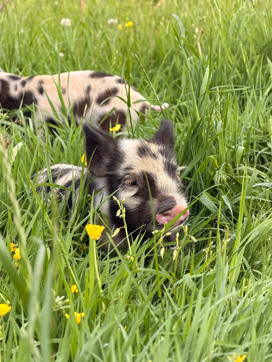 Kune kune piglets - Image 1