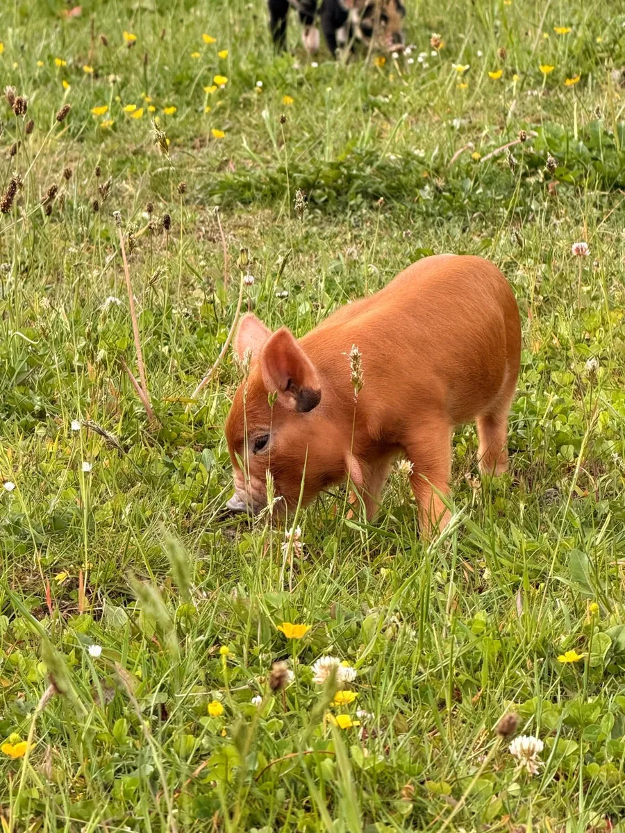 Kune kune piglets - Image 2