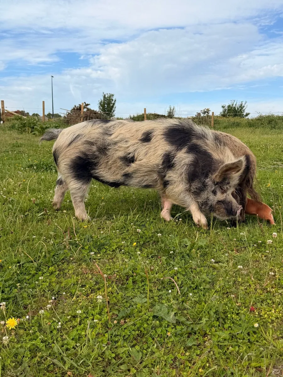 Kune kune piglets - Image 3