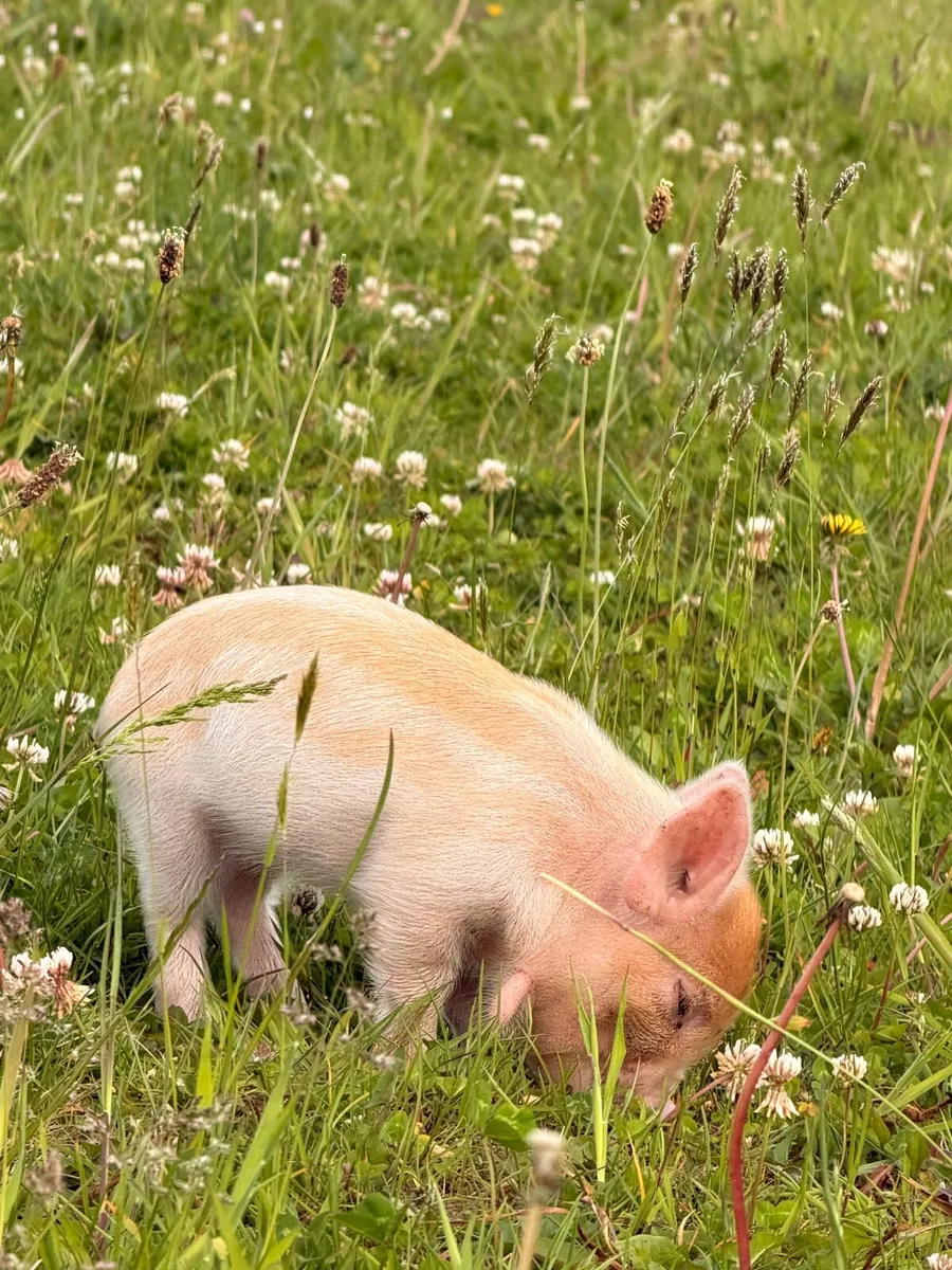 Kune kune piglets - Image 4