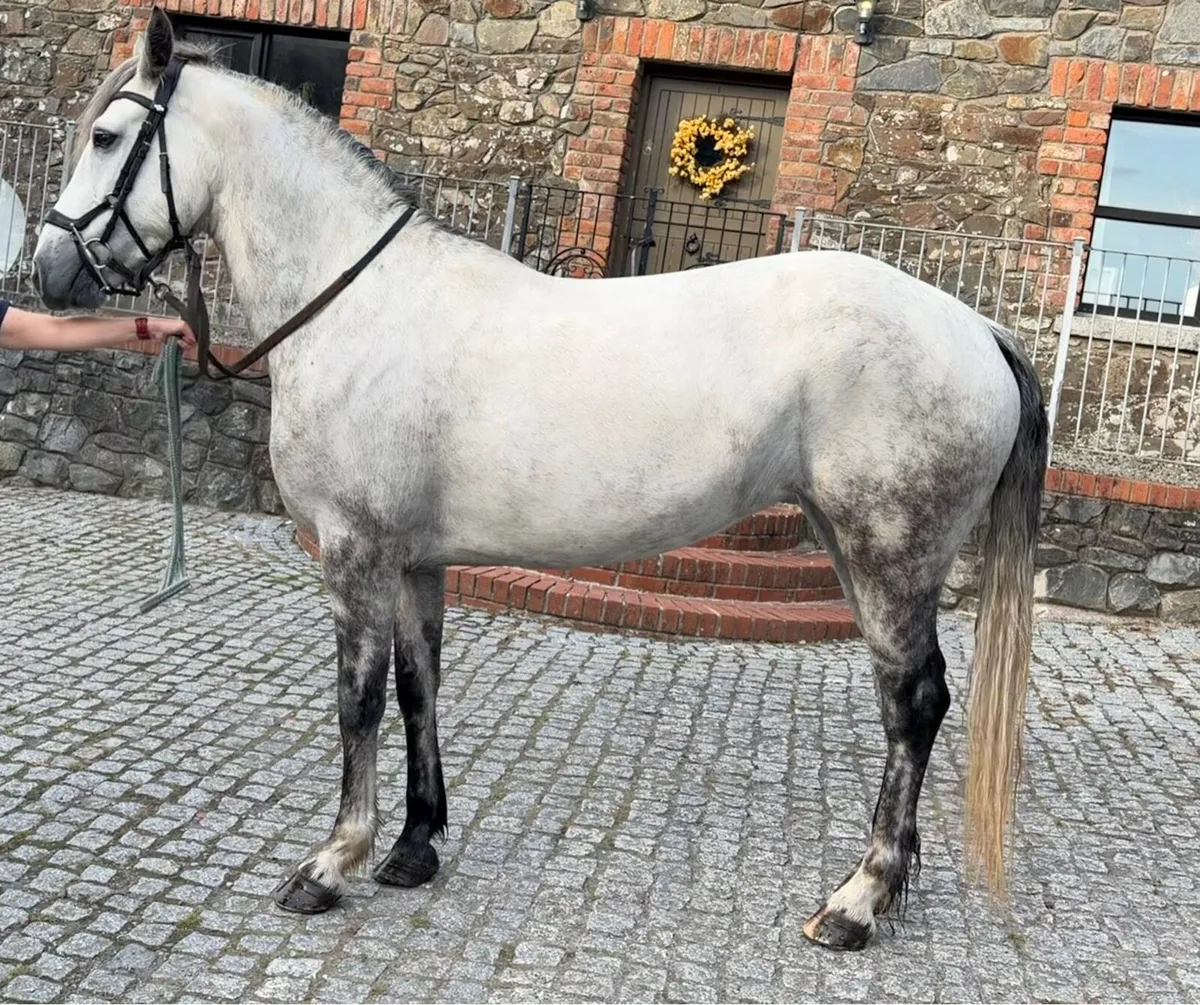 Beautiful 5 year old Connemara Mare - Image 2