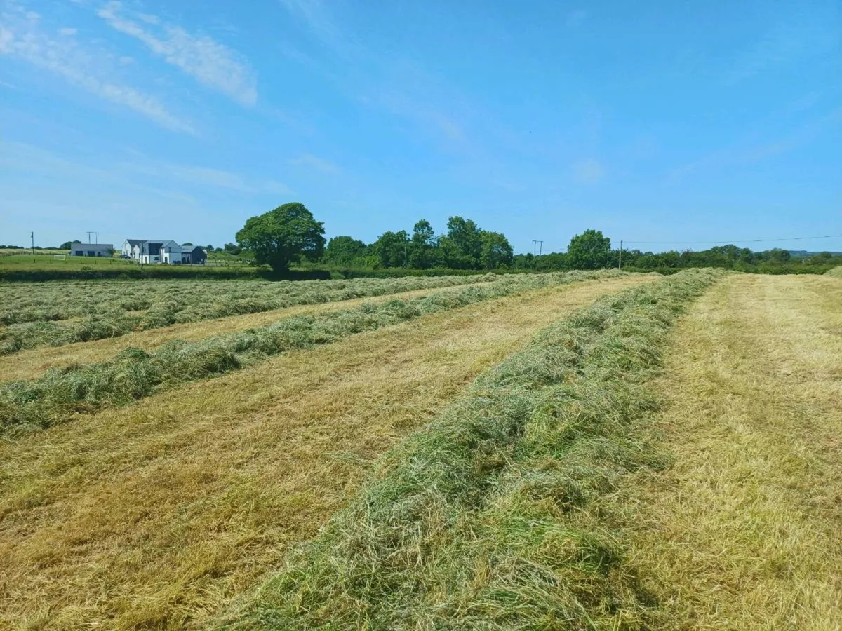 Silage - Image 3