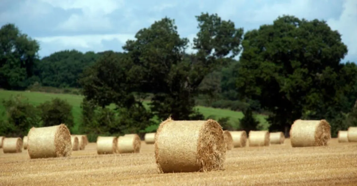 2026 hay and straw - Image 4