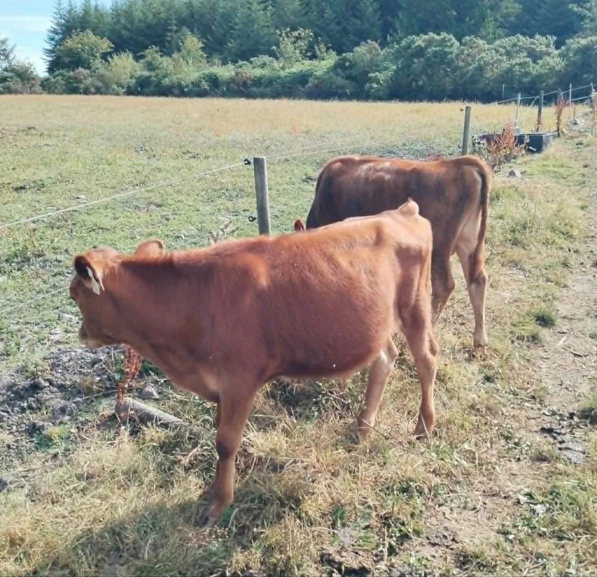 Belfair bull calves - Image 3