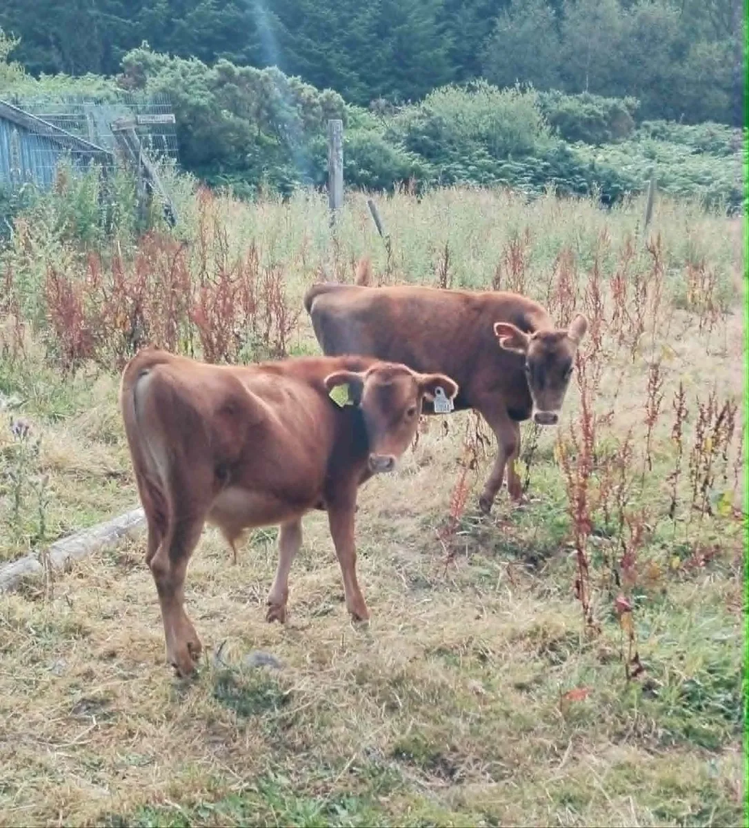 Belfair bull calves - Image 4
