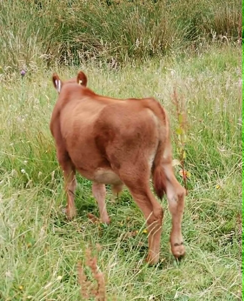 PRICE DROP! NEW PICS! Belfair bull calves - Image 3