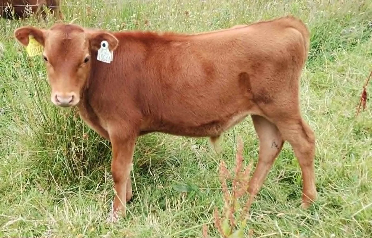 Belfair bull calves - Image 1