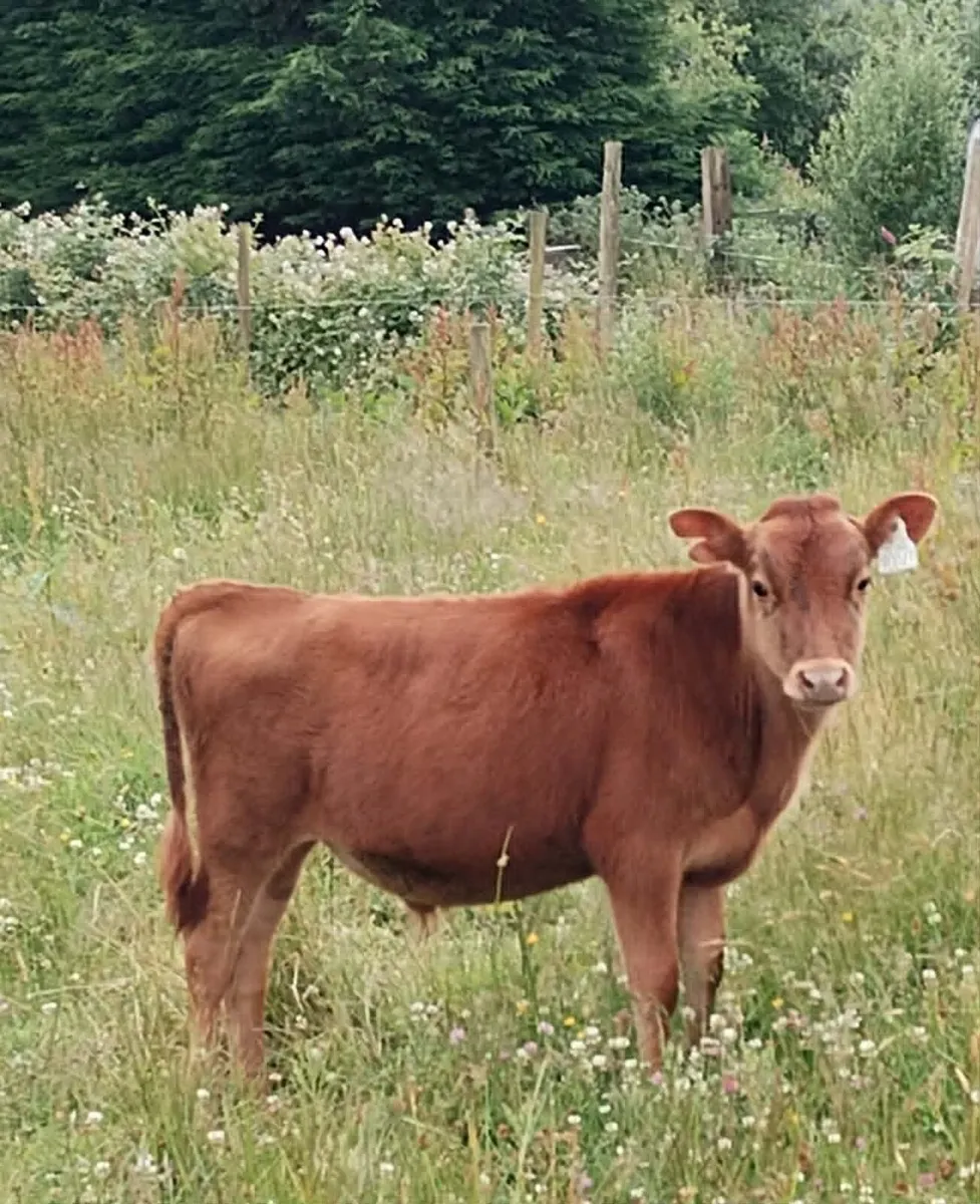 Belfair bull calves - Image 2