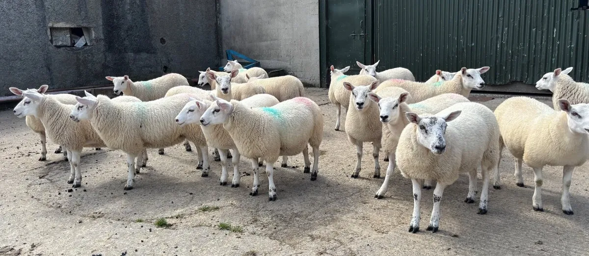 Texel Mule ewe lambs - Image 2