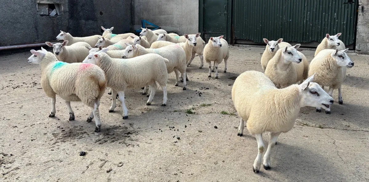 Texel Mule ewe lambs - Image 3