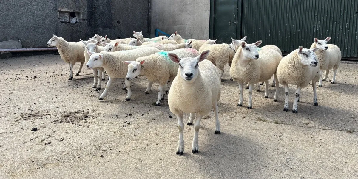 Texel Mule ewe lambs - Image 1