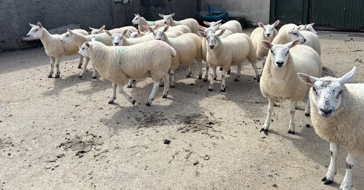 Texel Mule ewe lambs - Image 4