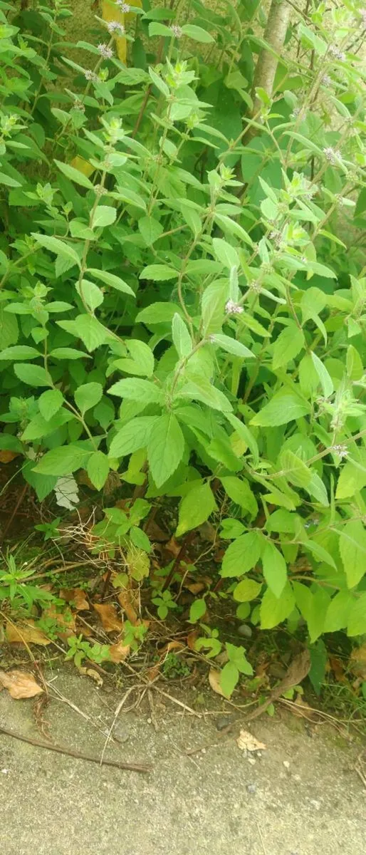 Small balushes of mint for replanting etc