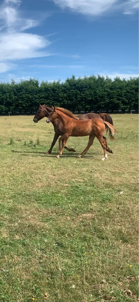 Mare and foal - Image 1