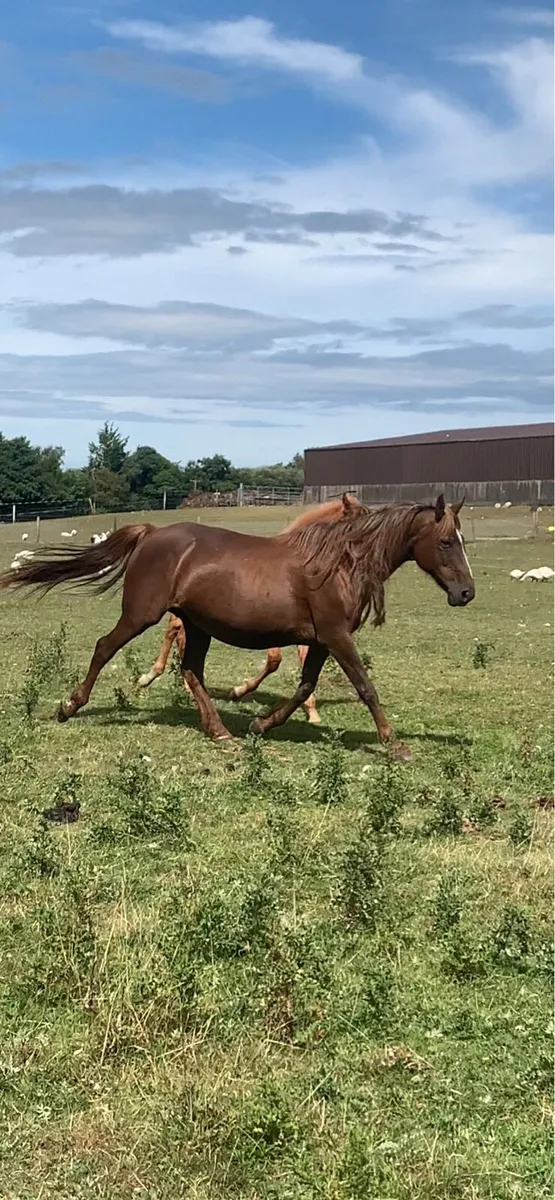 Mare and foal - Image 2