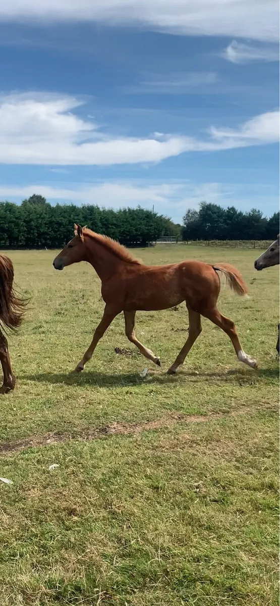 Mare and foal - Image 3