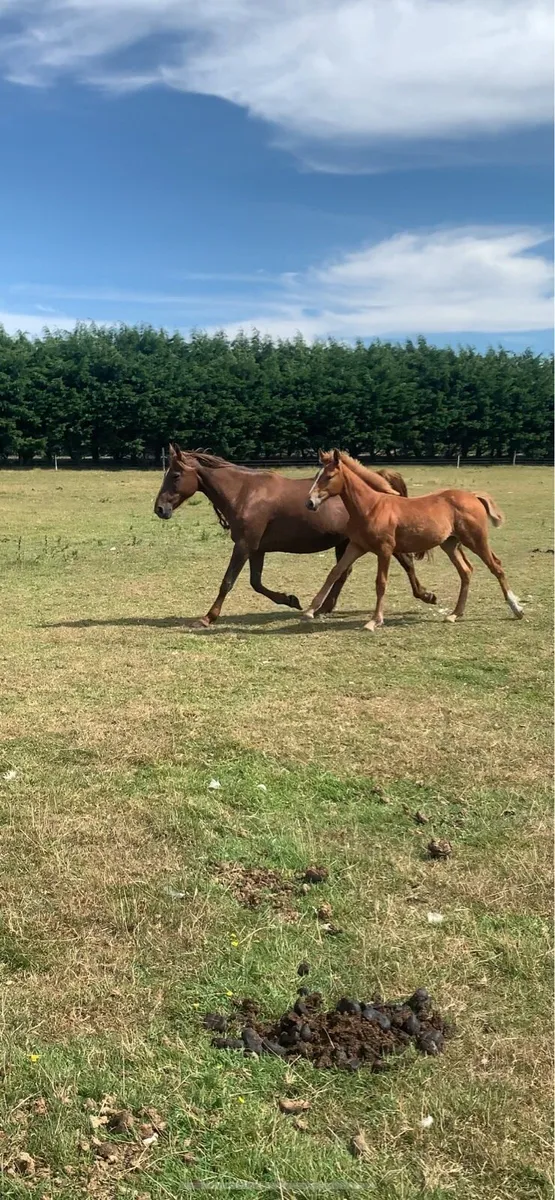 Mare and foal - Image 4
