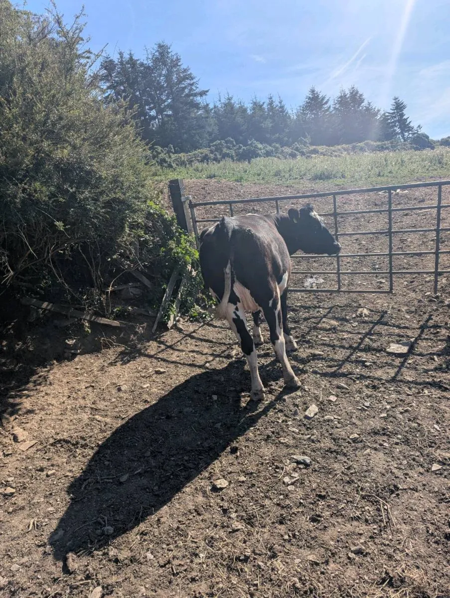 2 Incalf freisian heifers - Image 1