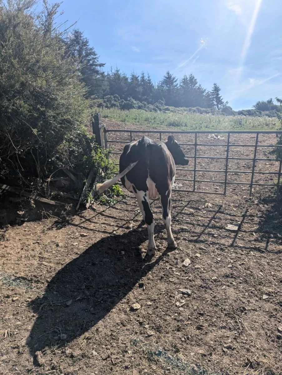 2 Incalf freisian heifers - Image 2
