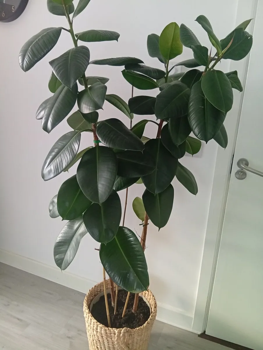 Huge Rubber Ficus Plant in pot 6.3ft - Image 1