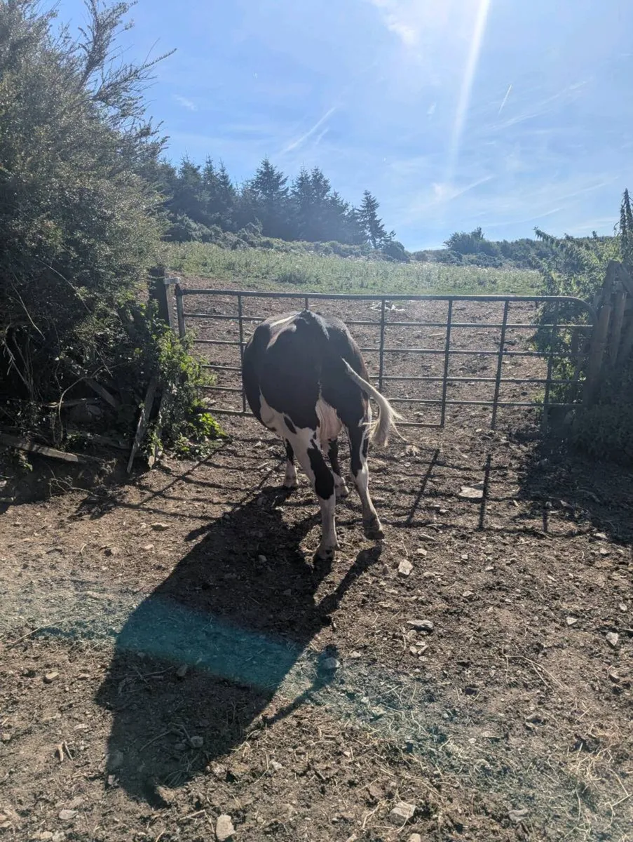 2 Incalf freisian heifers - Image 3