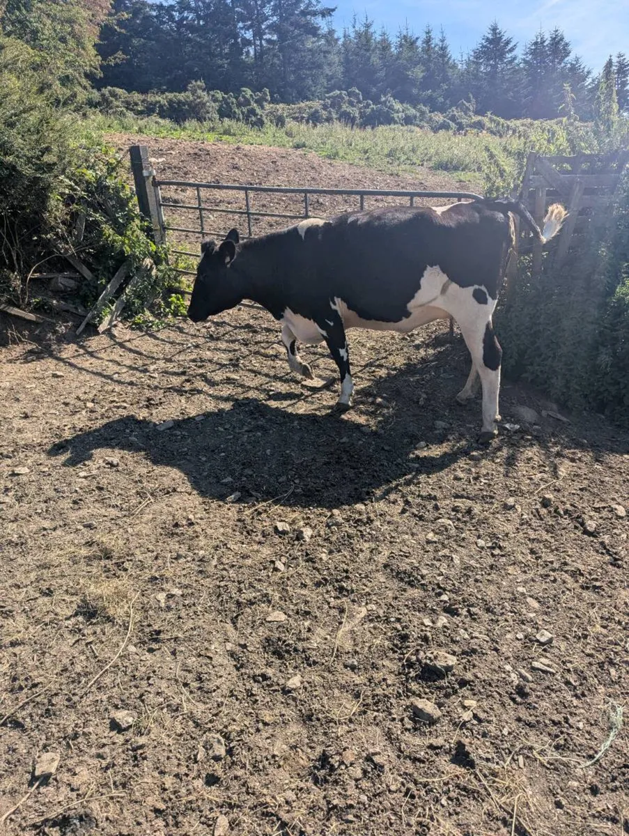 2 Incalf freisian heifers - Image 4