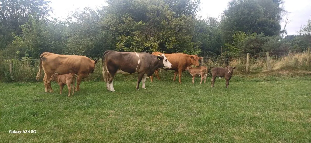 Calved Heifers - Image 1