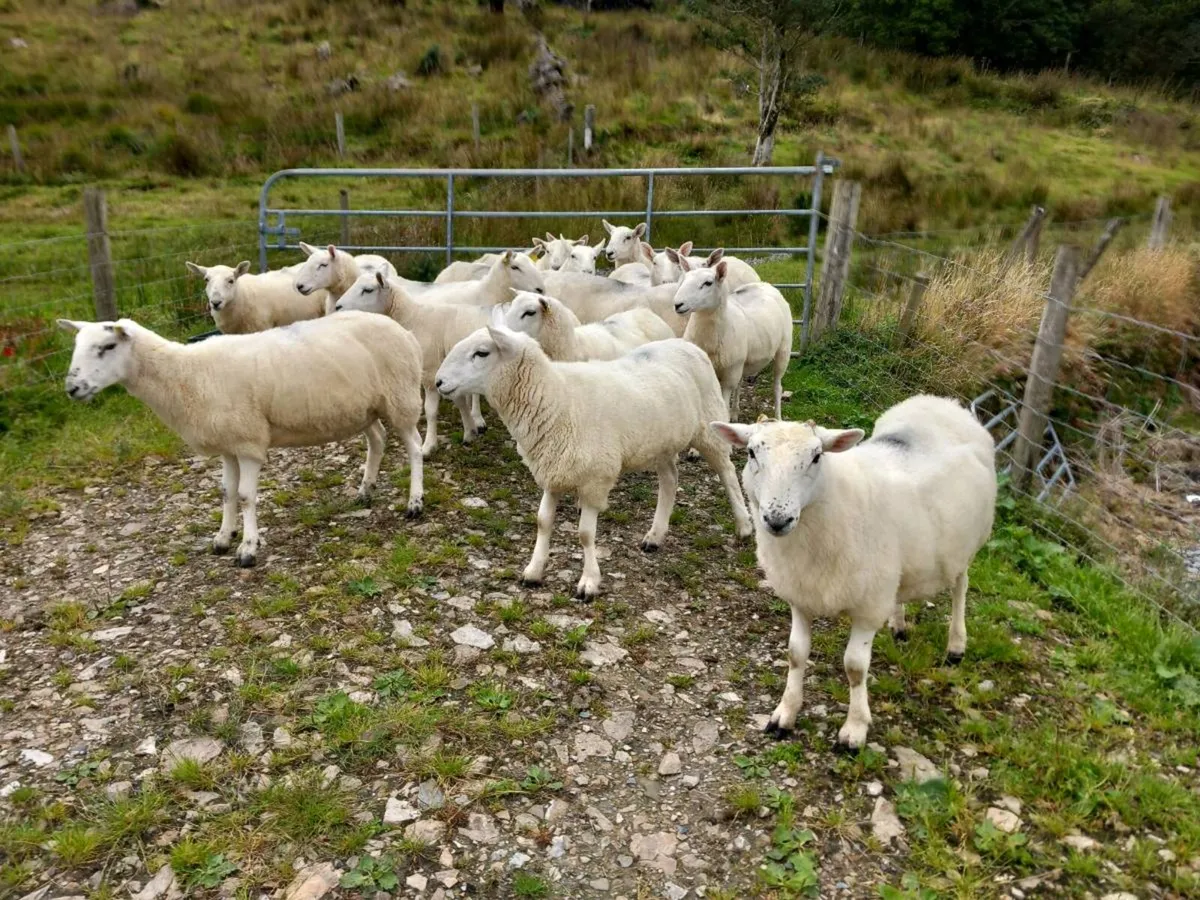 Sheep - Image 2