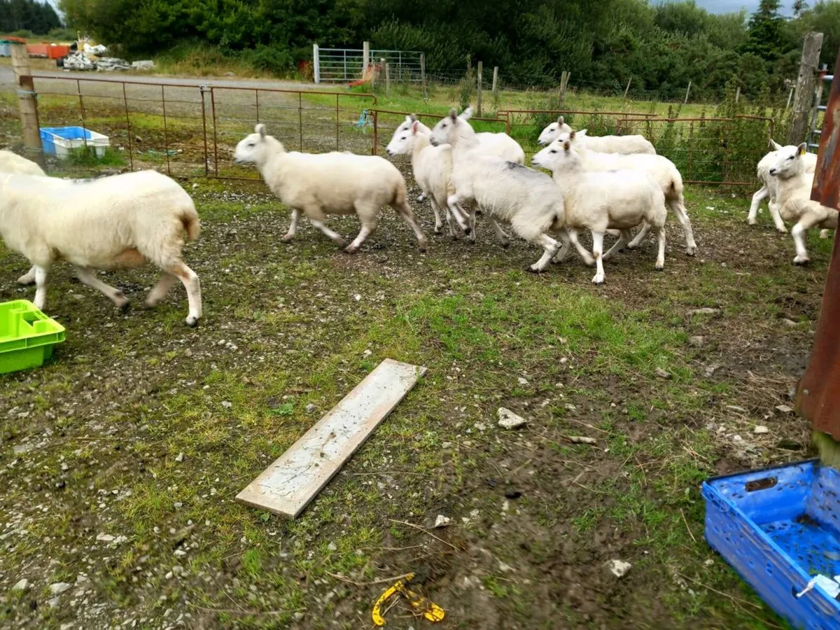 Sheep - Image 3