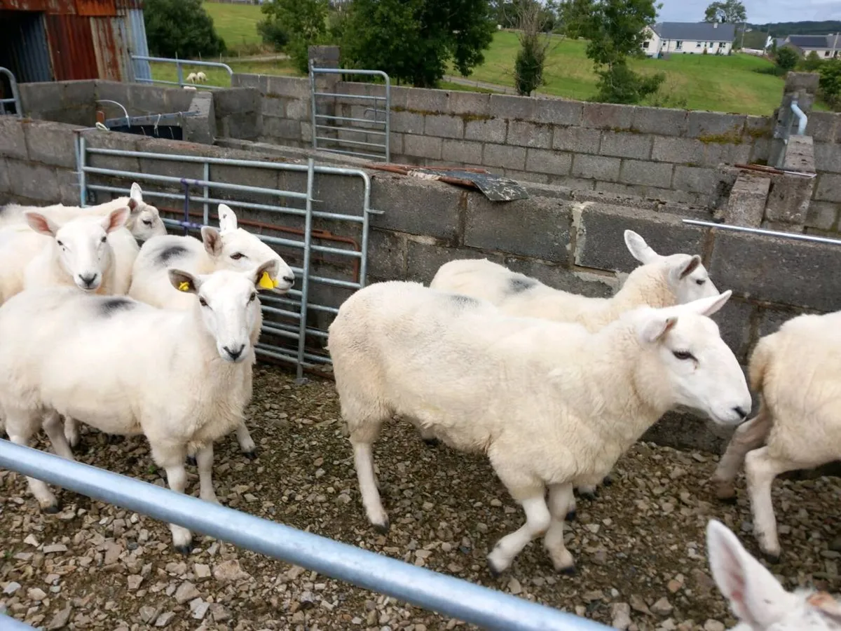 Sheep - Image 4