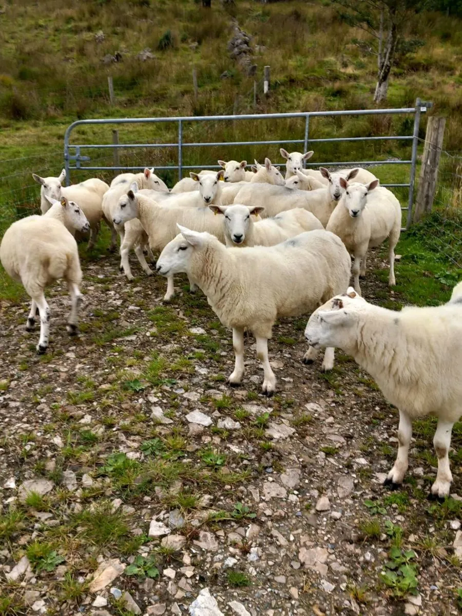Sheep - Image 1