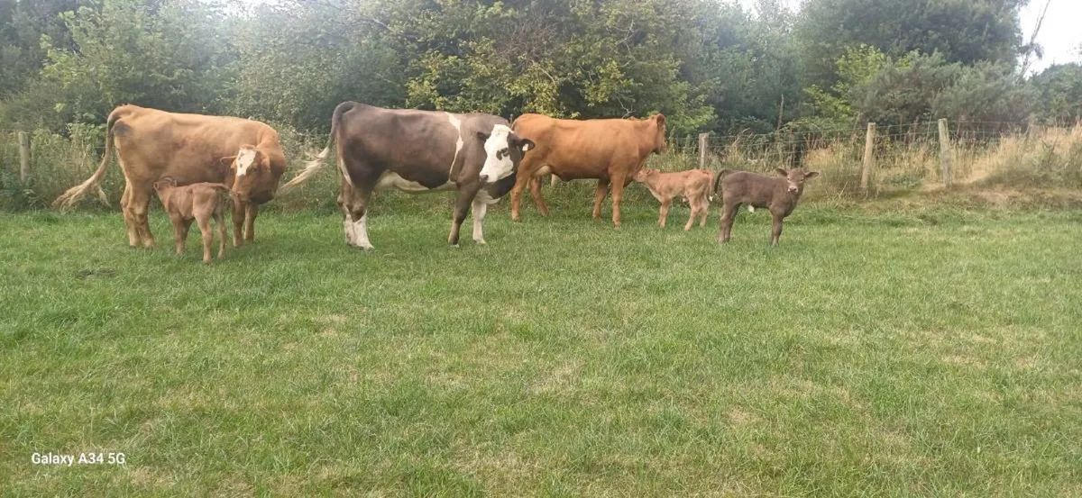 Calved Heifers - Image 2