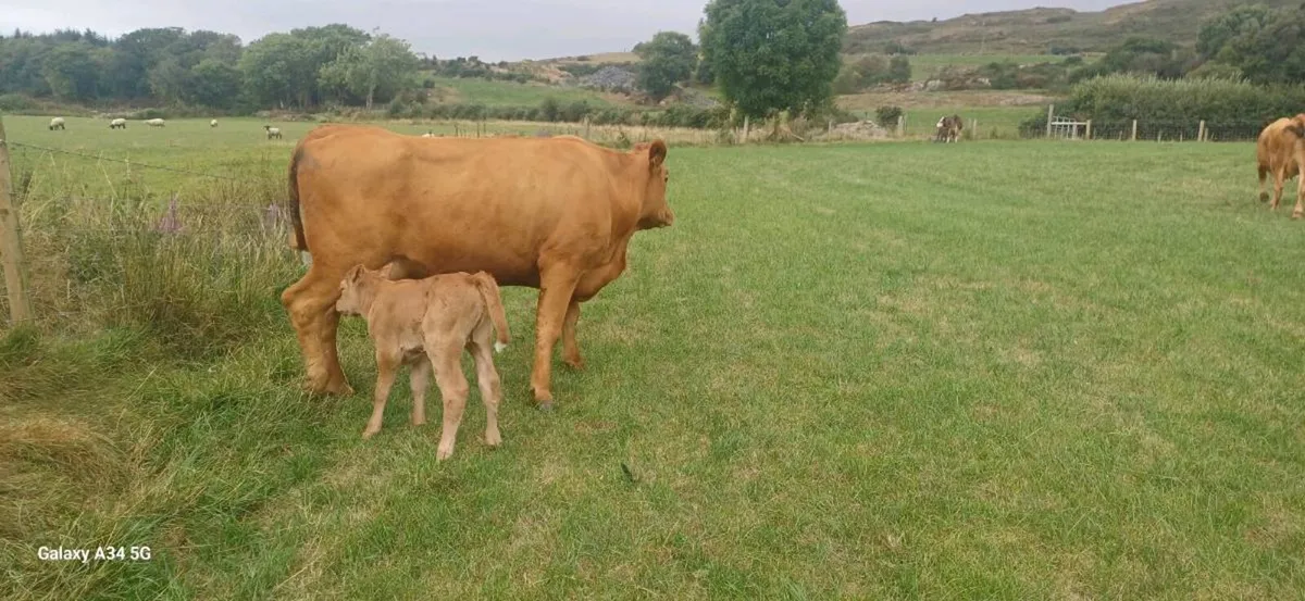 Calved Heifers - Image 3
