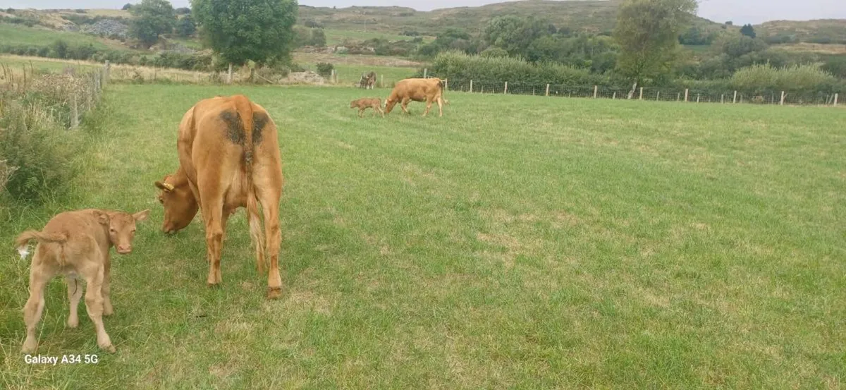 Calved Heifers - Image 4