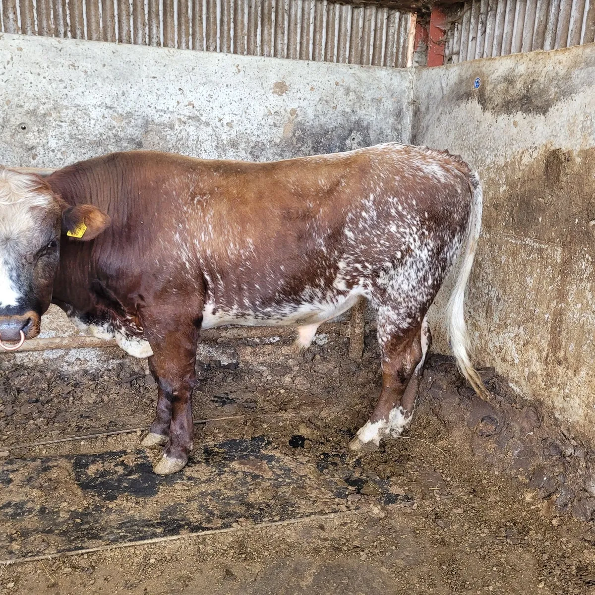 Shorthorn Bull - Image 1