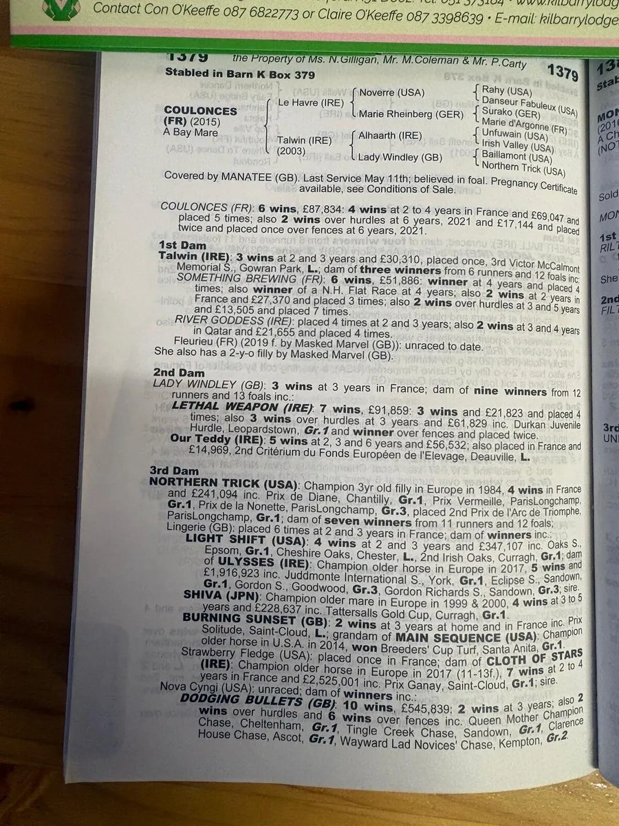 TB filly - Image 1