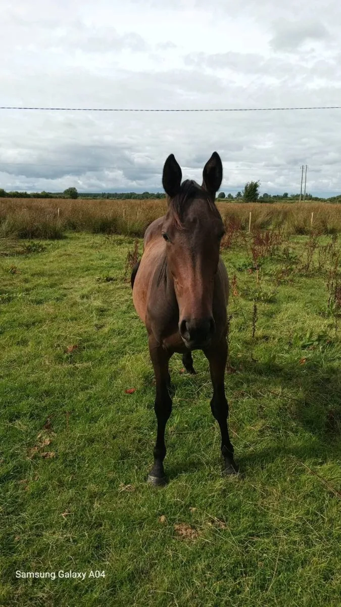 TB filly - Image 2