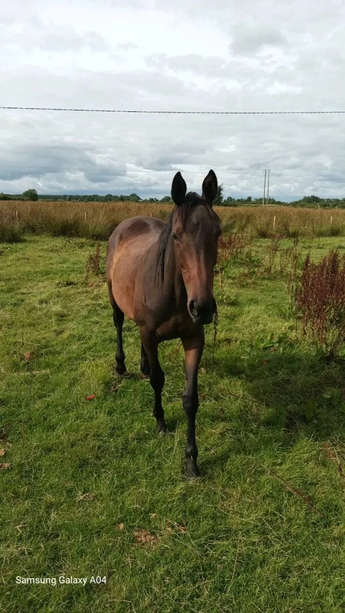 TB filly - Image 3