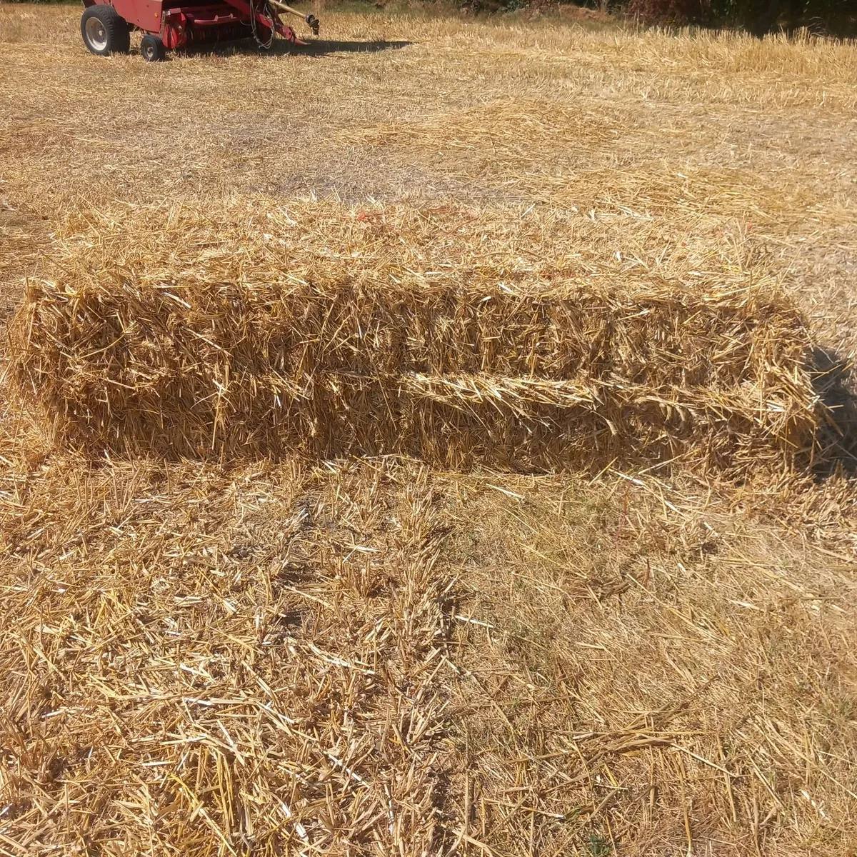 Rye straw - Image 1