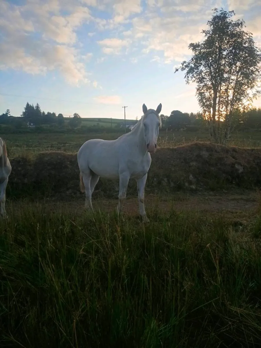 Irish draught gelding - Image 4