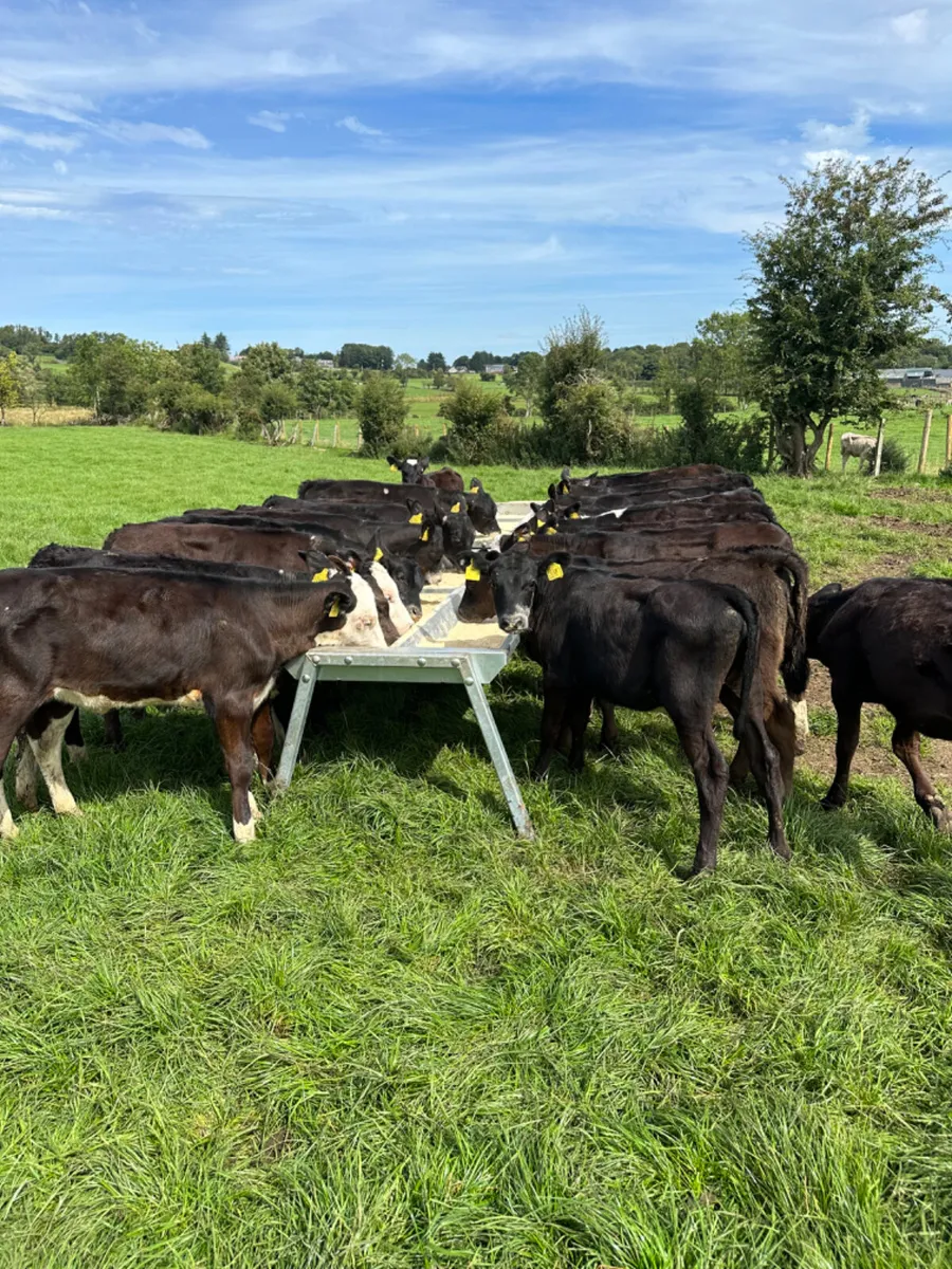 Angus Hereford and lim heifers - Image 2