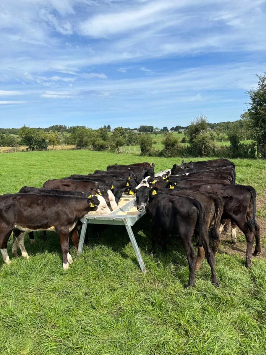 Angus Hereford and lim heifers - Image 4